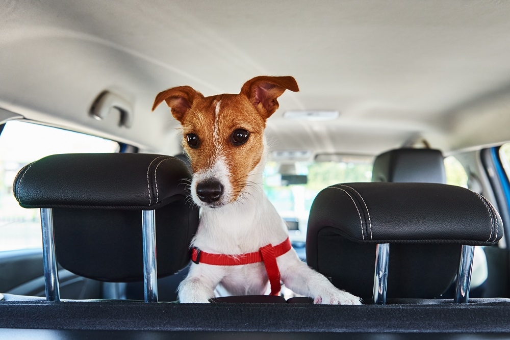 Universal - Seule la ceinture de sécurité de la voiture de chien premium de  l'emballage de zone d'animaux de compagnie 2, le plomb réglable est utilisé  dans le tampon élastique de saut